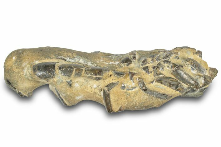 Fossil Mud Lobster (Thalassina) - Gunn Poin, Australia #307737